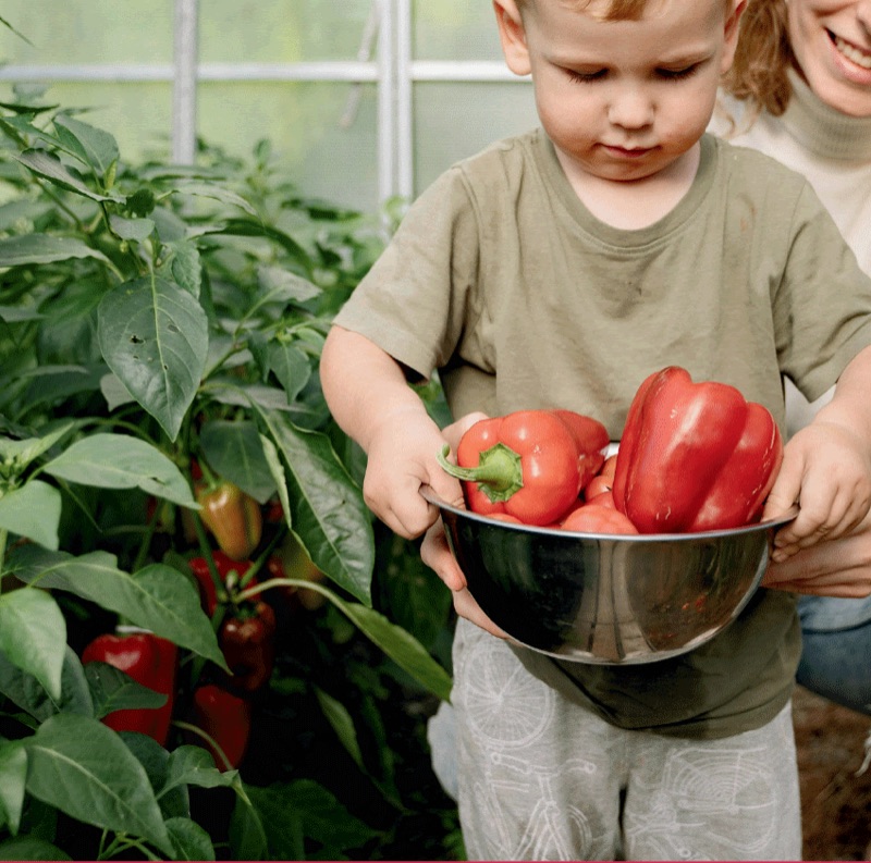 Child harvesting peppers in the Rimon garden